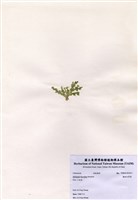 藏品(盤狀仙掌藻)的圖片